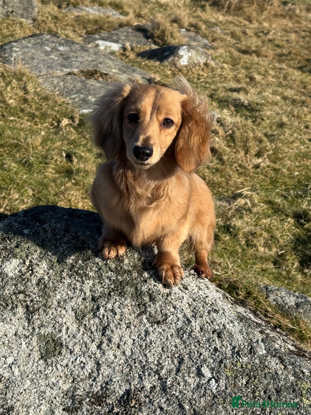 Miniature Dachshund dogs for sale: Shaded cream miniature long haired dachshund  - Image 2