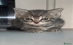 Arabian Mau cats for sale: Stunning British Short Hair Mix Breed Kittens  - Image 3