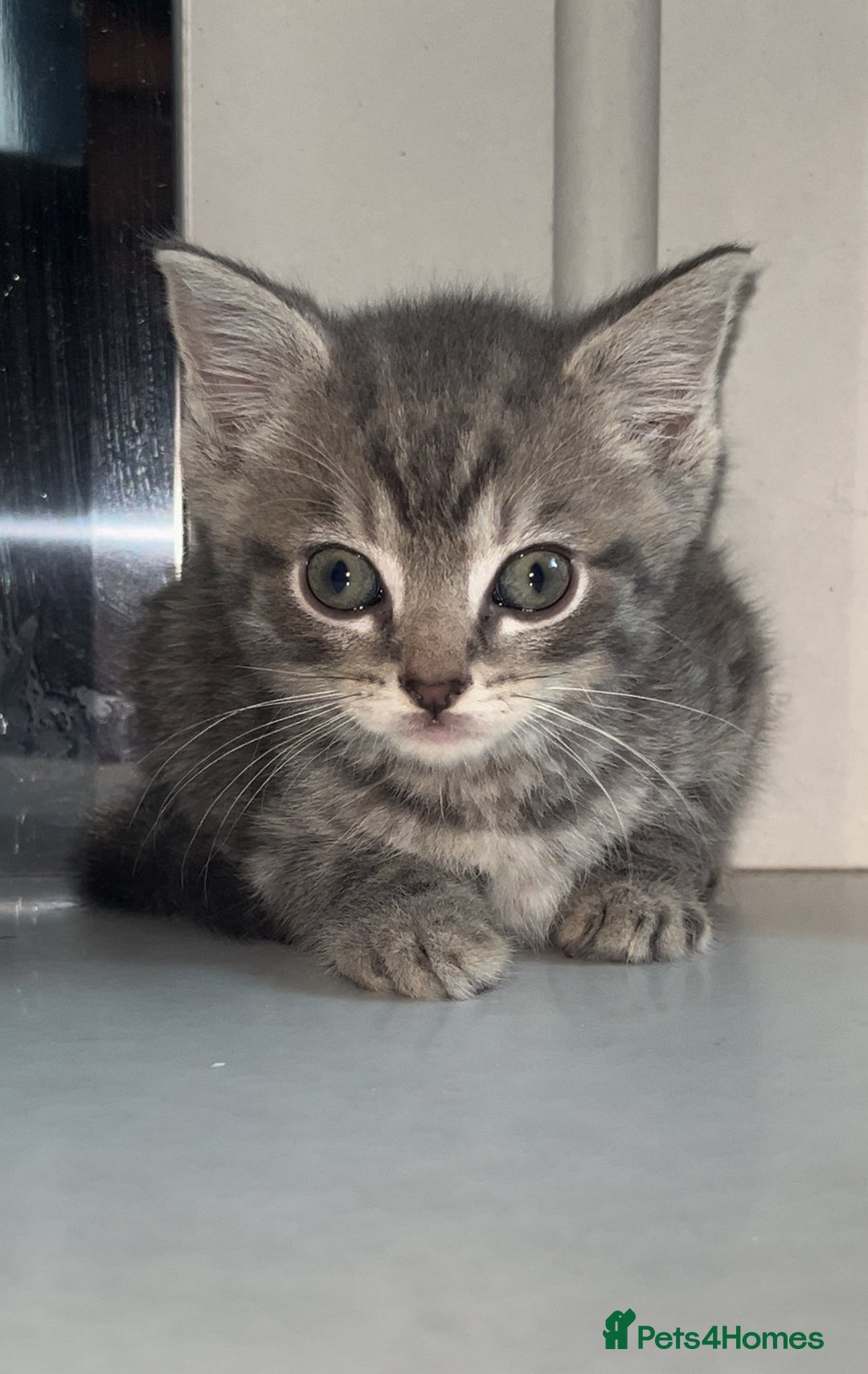Arabian Mau cats for sale: Stunning British Short Hair Mix Breed Kittens  - Image 3