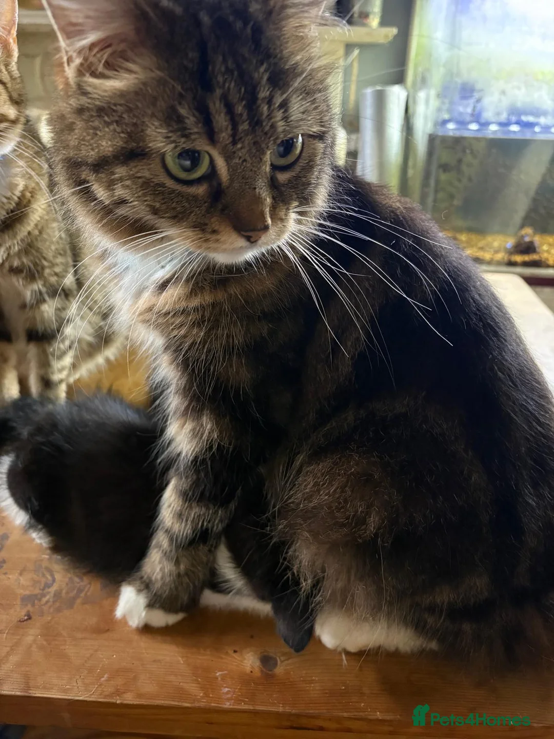 Mixed Breed cats for sale: Kittend - Advert 1