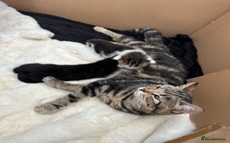 Mixed Breed cats for sale: Adorable mixed breed kittens for sale  - Image 27