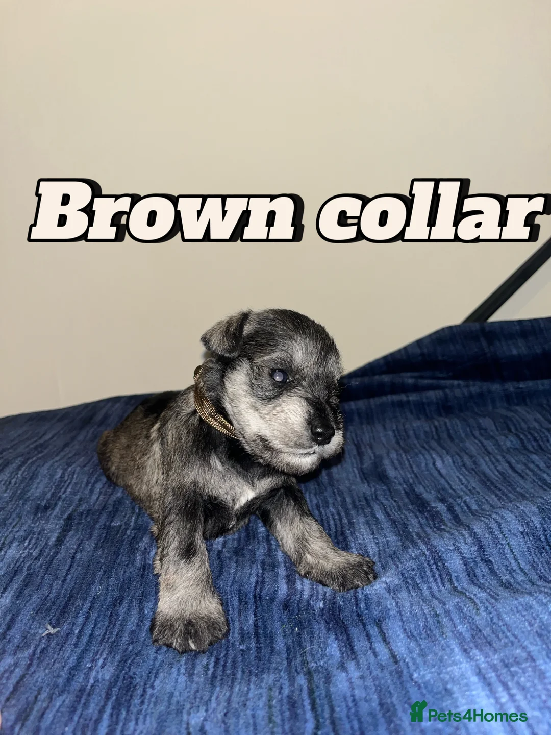 Miniature Schnauzer dogs for sale: Kc reg miniature schnauzer pups - Advert 6