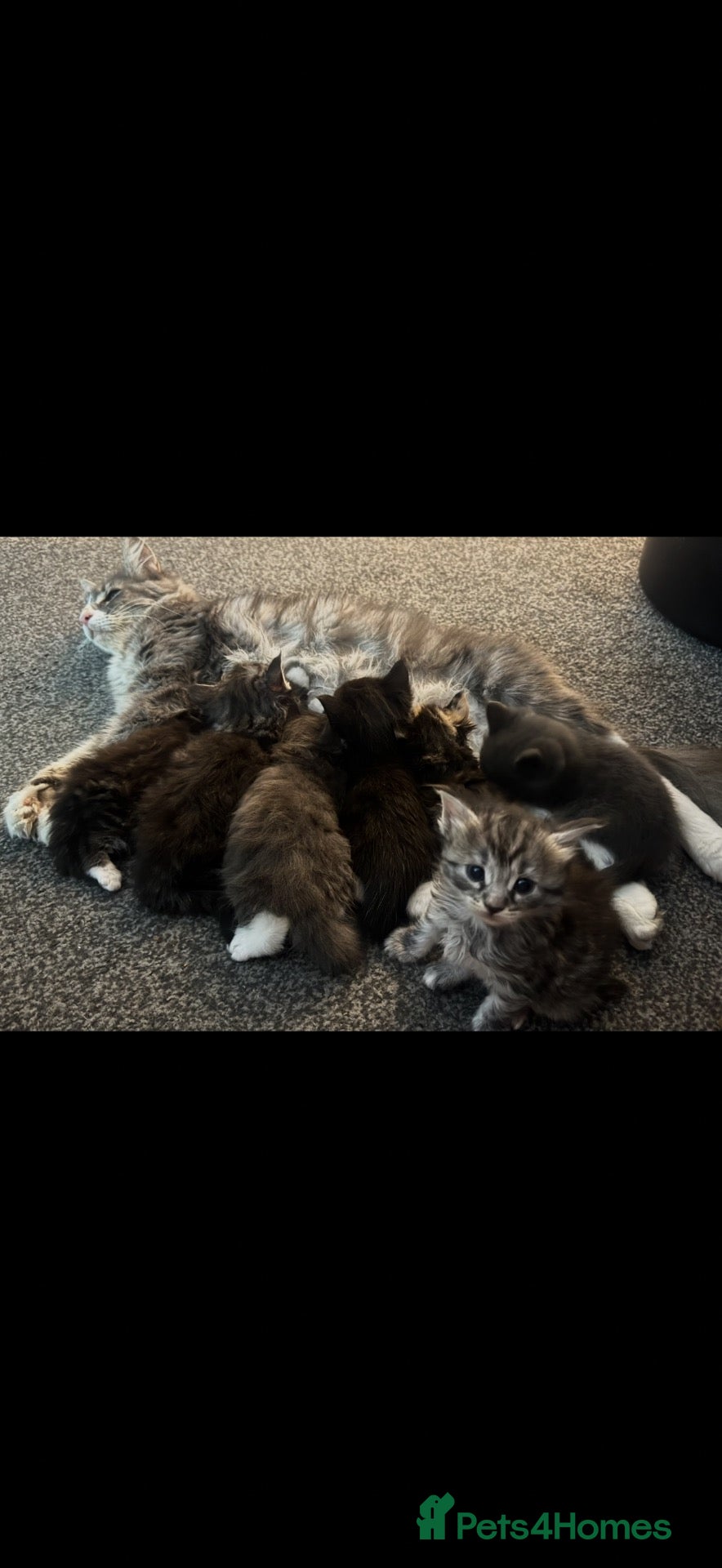 Maine Coon cats Beautiful Maine coon x British shorthair kittens  - Advert 2