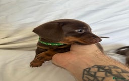 Miniature Dachshund dogs for sale: Stunning miniature dachshunds - Image 5