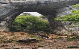 Mixed Breed dogs for sale: Collie mixed malinois  - Advert 12