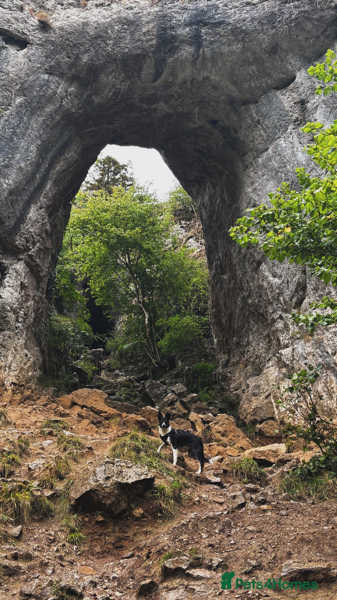 Mixed Breed dogs for sale: Collie mixed malinois  - Advert 12