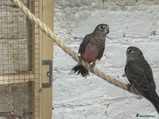 Parakeets birds - Advert 7