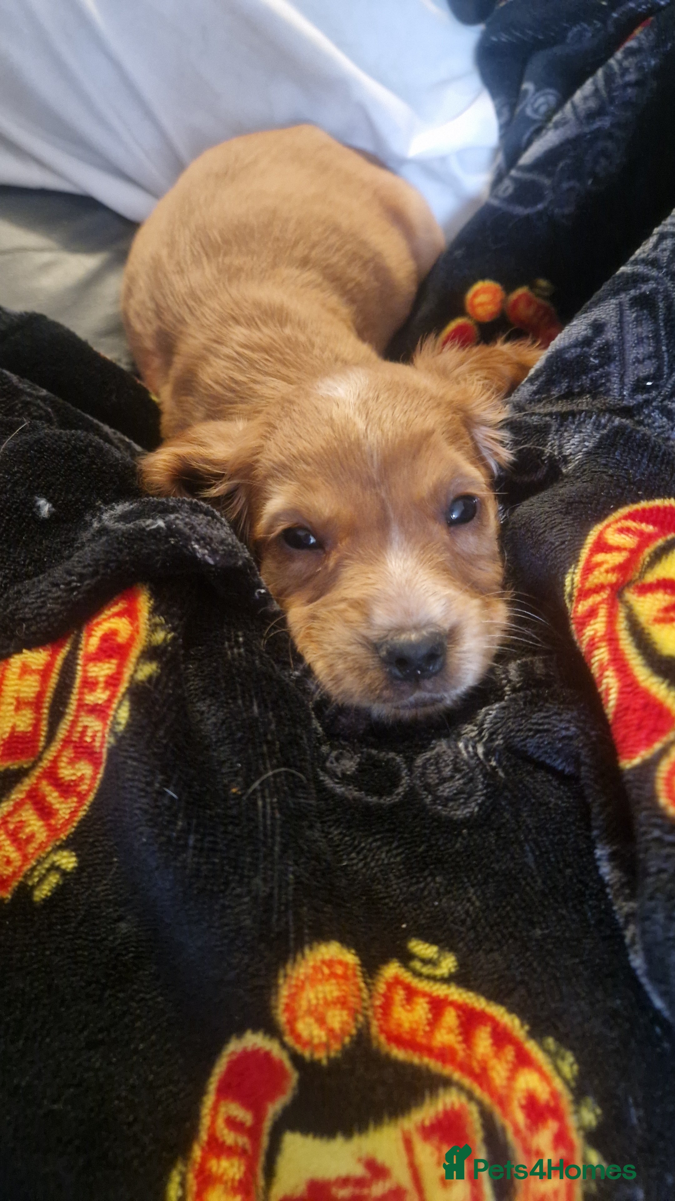 Cocker Spaniel dogs Here are 3 gorgeous cocker spaniel pups  - Advert 2
