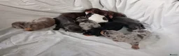 Miniature Dachshund dogs for sale: Miniature dachshund  - Advert 2