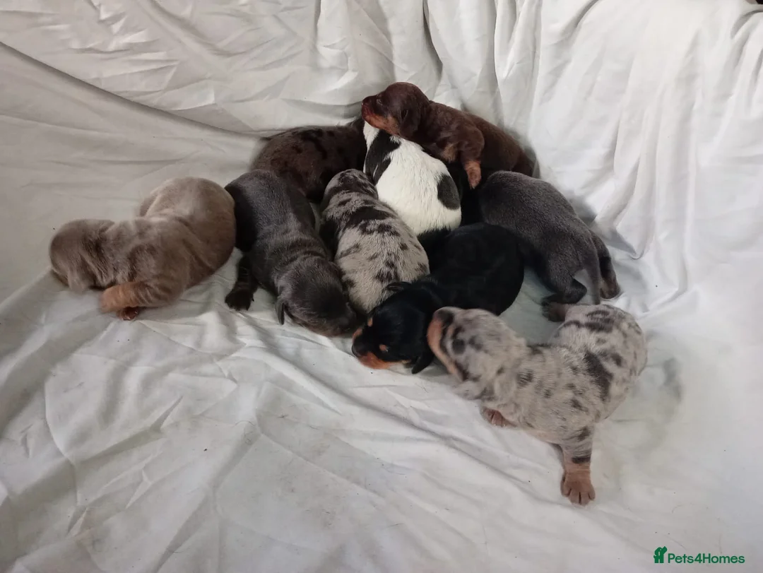 Miniature Dachshund dogs for sale: Miniature dachshund  - Advert 2