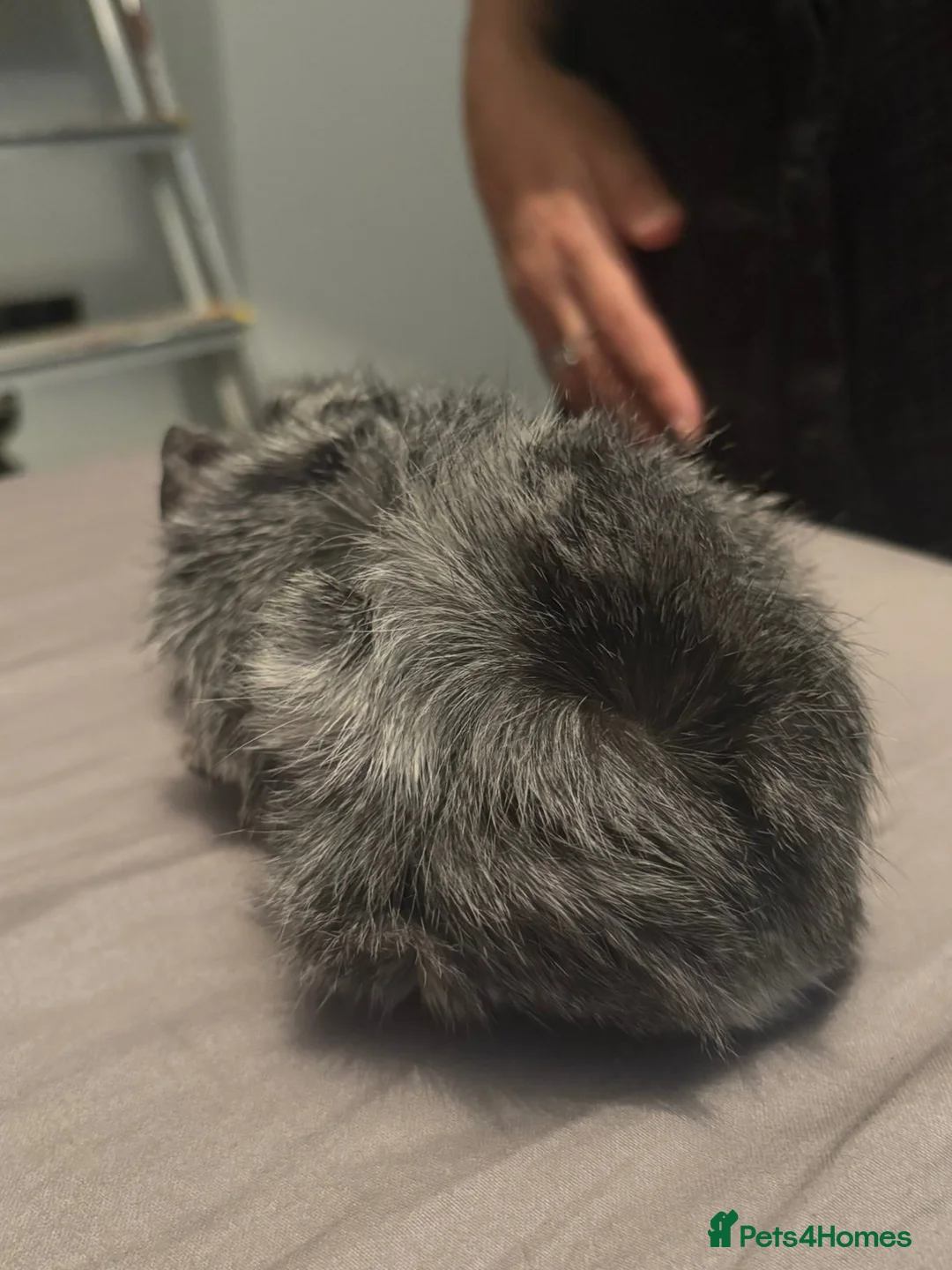 Guinea Pig rodents for sale: Guinea pig boars - Advert 9