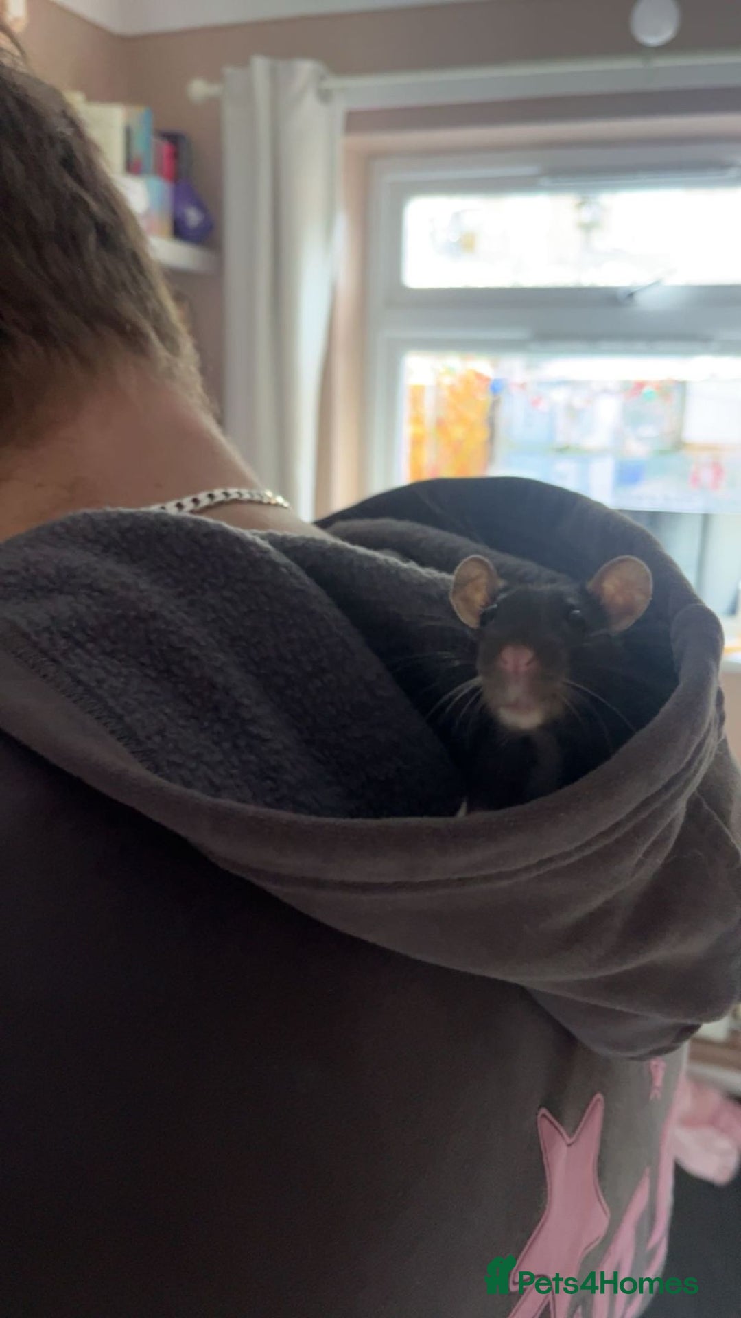 Rat rodents for sale: Two female tame rats  - Advert 4