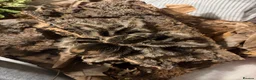 Tarantulas invertebrates for sale: Adult female curly hair tarantula  - Advert 2