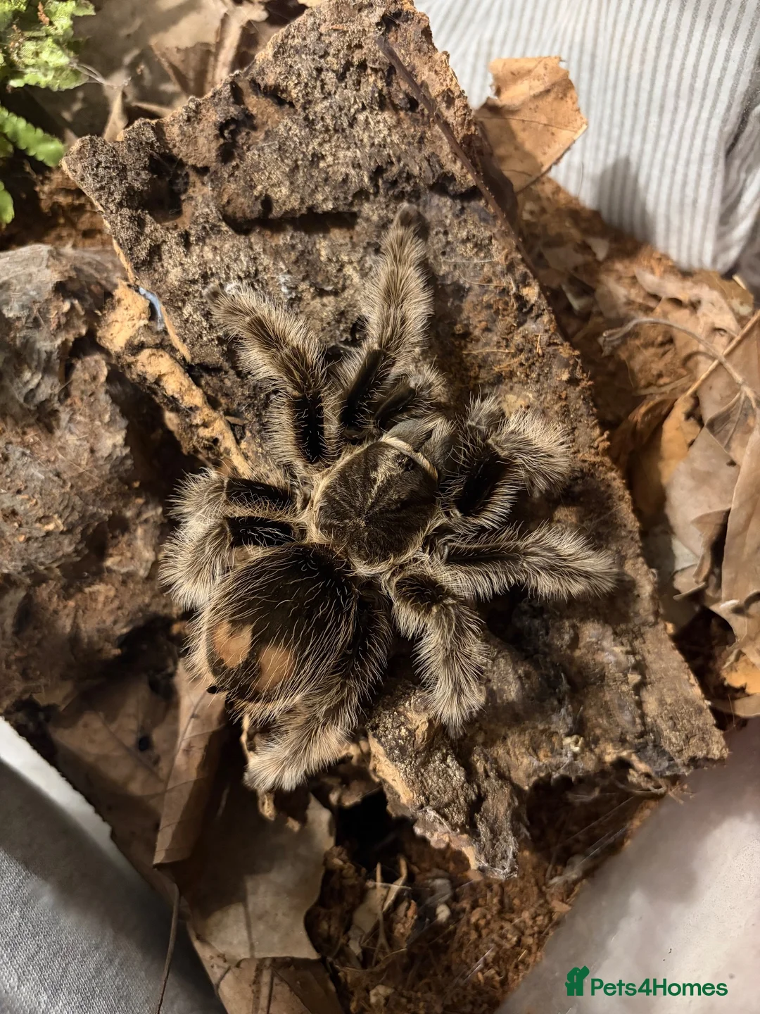 Tarantulas invertebrates for sale: Adult female curly hair tarantula  - Advert 2