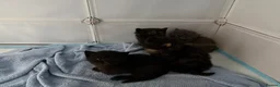 Mixed Breed cats for sale: 2 beautiful kittens for sale  - Advert 22