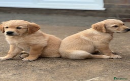Golden Retriever dogs for sale: KC Registered Golden Retrievers puppies. - Image 4