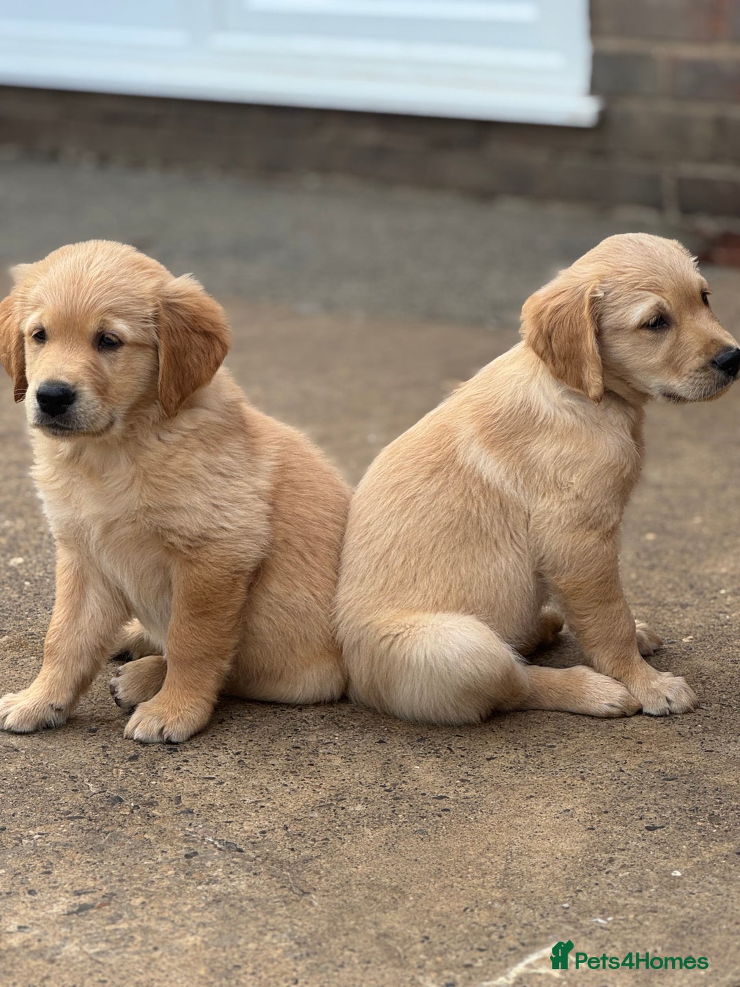 Golden Retriever dogs for sale: KC Registered Golden Retrievers puppies. - Image 4