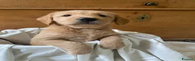 Labradoodle 4