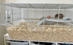 Gerbil rodents for sale: Two gerbil males - Image 2