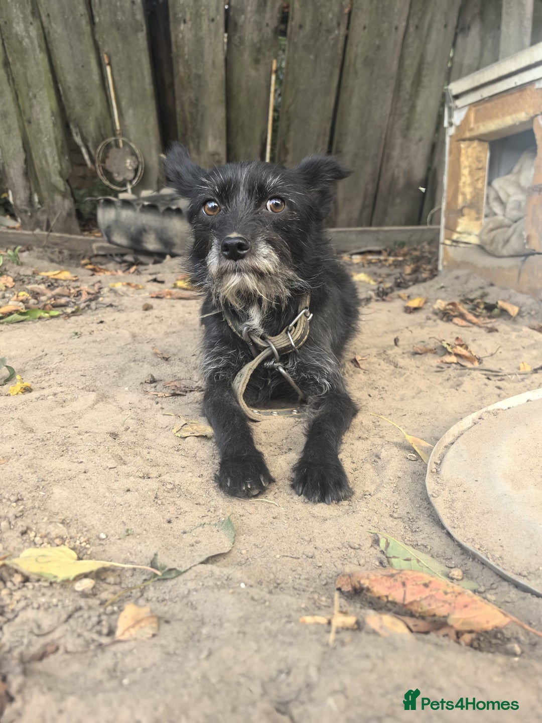 Norfolk Terrier dogs for adoption: KNOPA – Female Norfolk Terrier - Advert 10