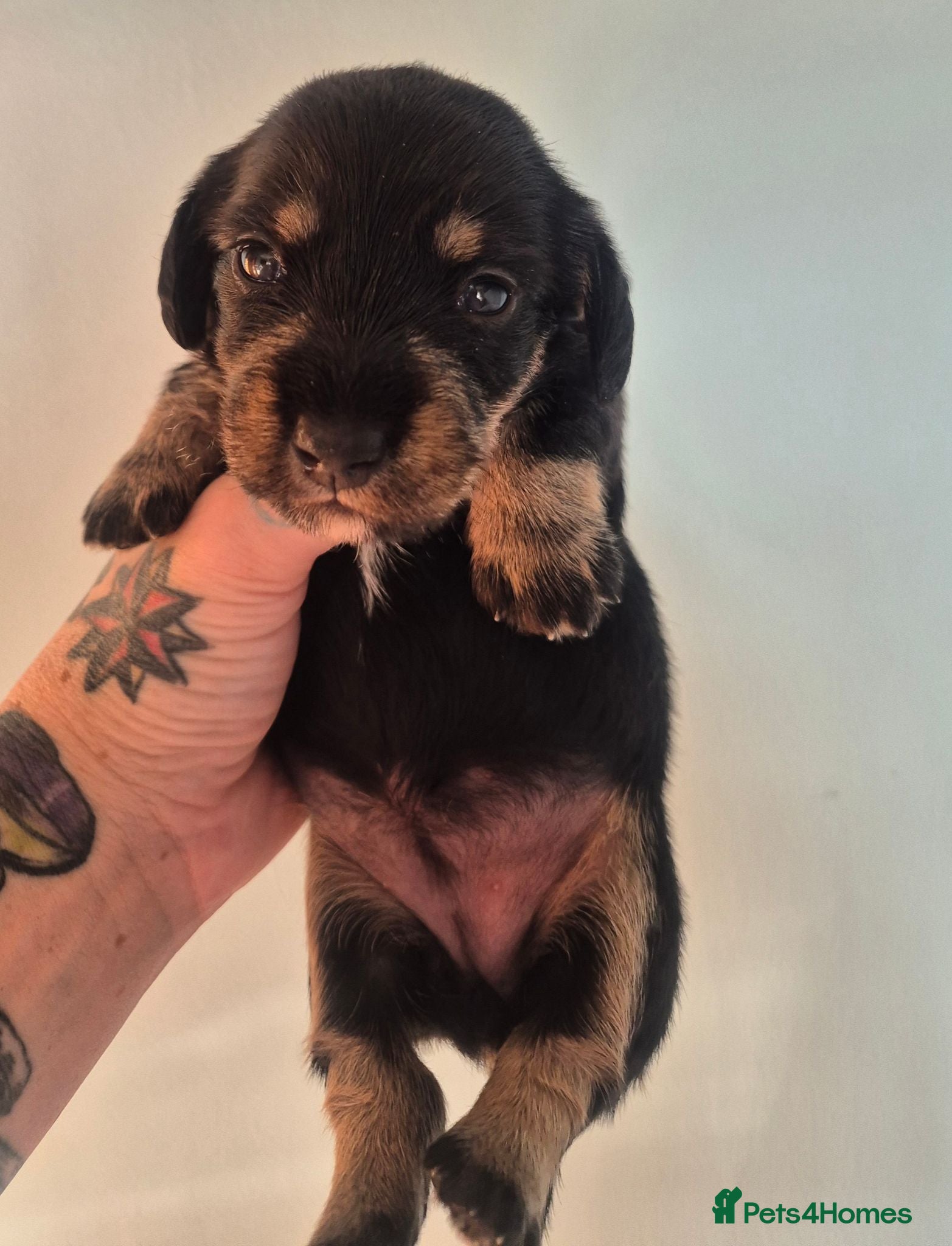 Miniature Dachshund dogs Silky Wire Haired Miniature Dachshunds  - Advert 2