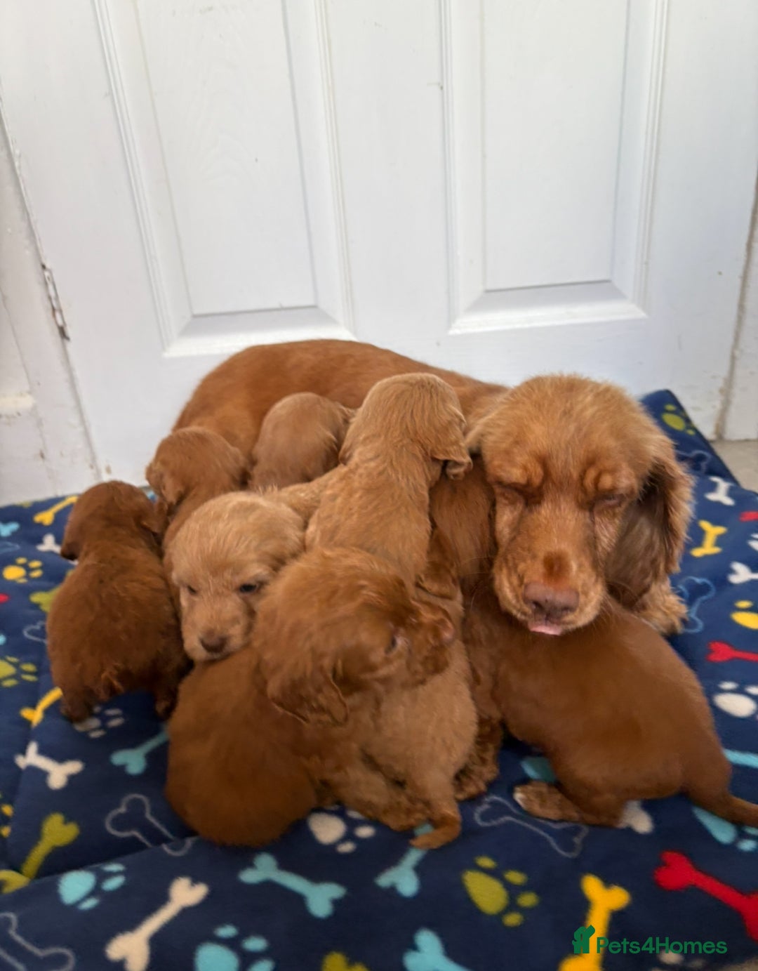 Cockapoo dogs for sale: Cockerpoos for sale  - Image 2