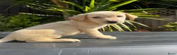 Labrador Retriever dogs for sale: ghost’s beautiful dozen - Advert 38