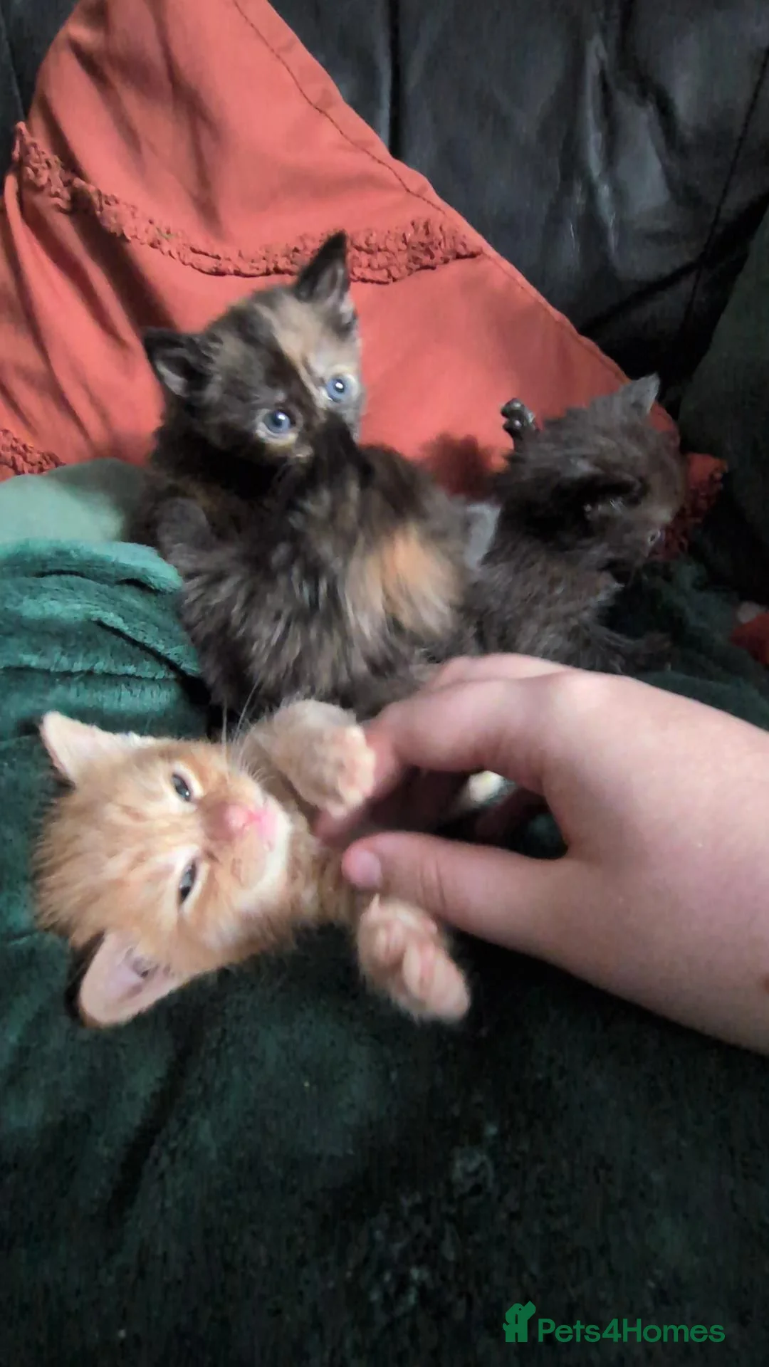 Mixed Breed cats for sale: Tortie, Ginger & Black Kittens for sale Leicester - Advert 2