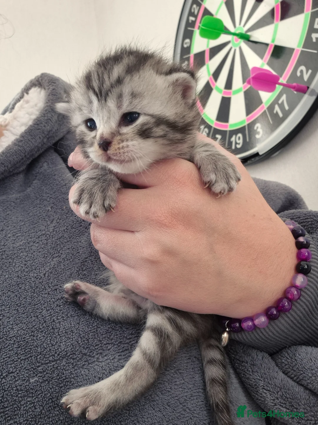 Maine Coon cats for sale: Half maincoone kittens - Advert 16