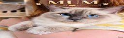 Ragdoll cats for sale: 🐾✨ Stunning Blue Point Ragdoll Kittens ✨🐾 - Advert 3