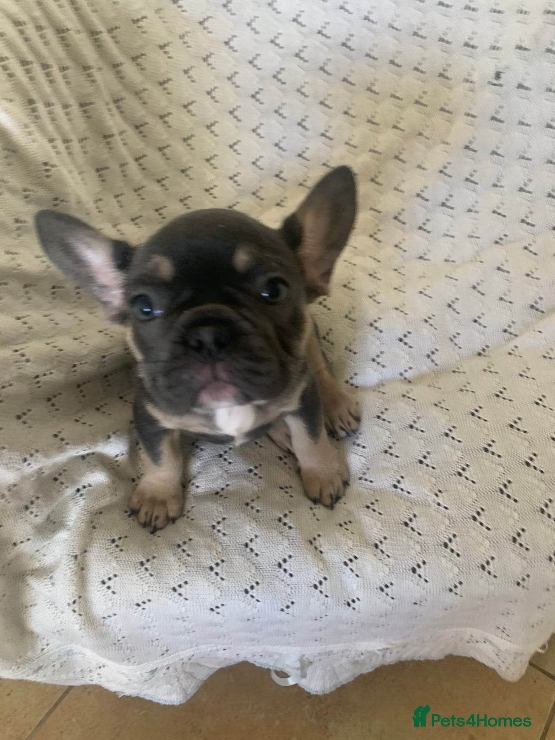 French Bulldog dogs for sale: Beautiful French Bulldogs  - Advert 9