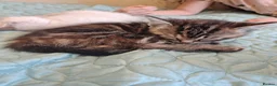 Mixed Breed cats for sale: Ragdoll x ginger mother 4 girls - Advert 13