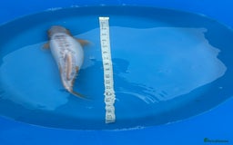 Koi Carp fish for sale: Mix of koi  - Image 4