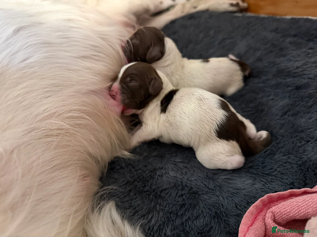English Springer Spaniel dogs for sale: Springer spaniels puppies in Lifton - Advert 7
