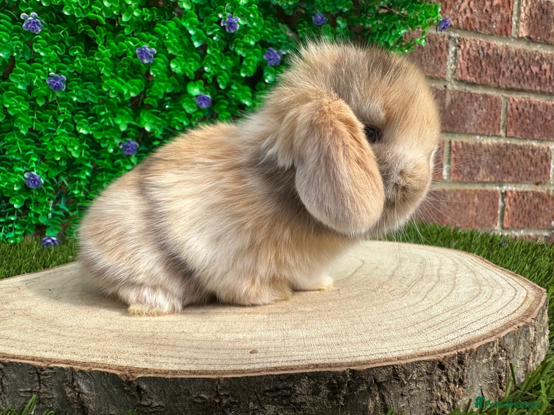 Mini Lop rabbits for sale: Stunning mini lops - Image 32