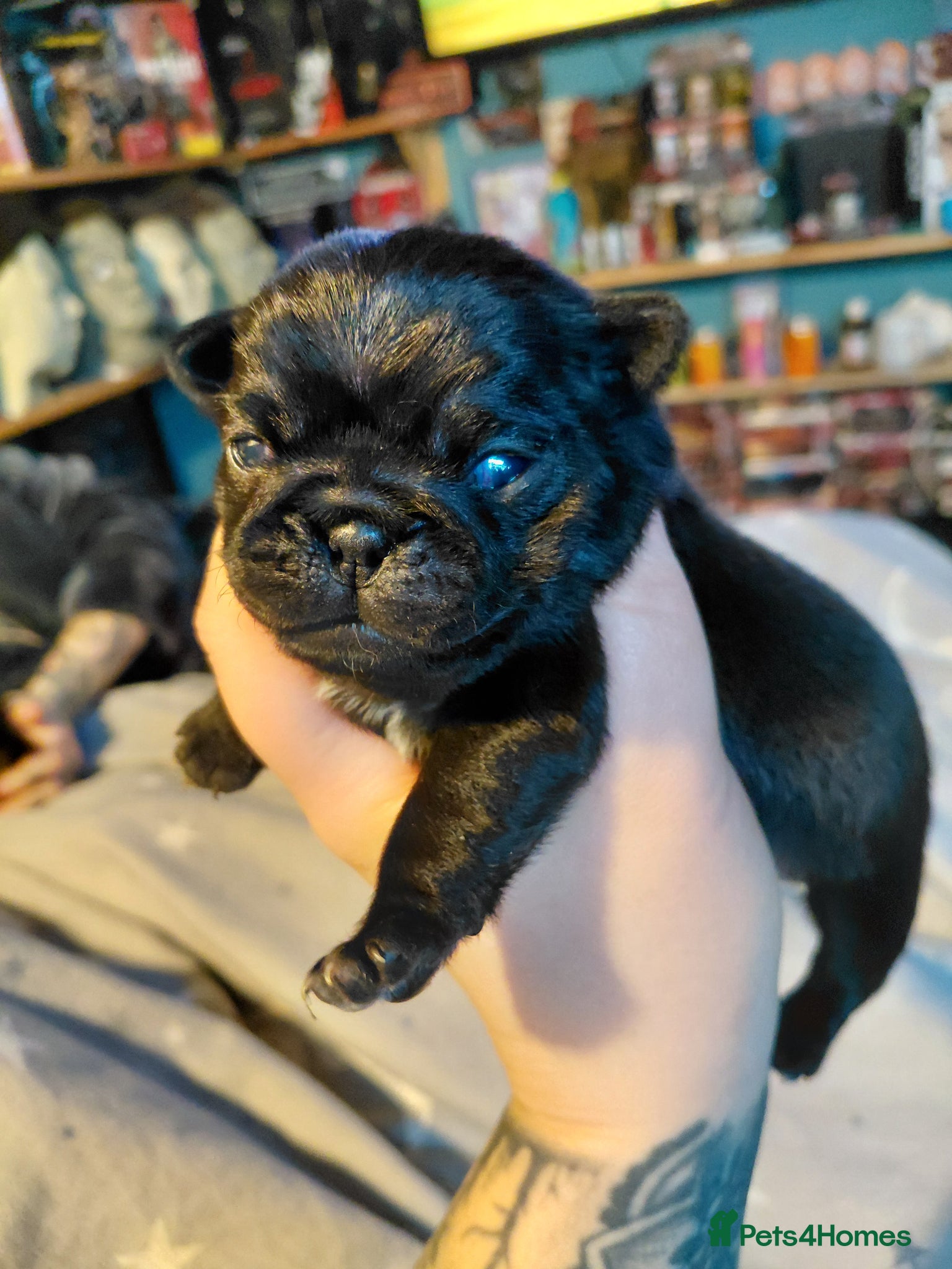 Pug dogs 2 female pug puppies ready in 6 weeks - Advert 20
