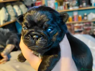 Pug dogs 2 female pug puppies ready in 6 weeks - Advert 20