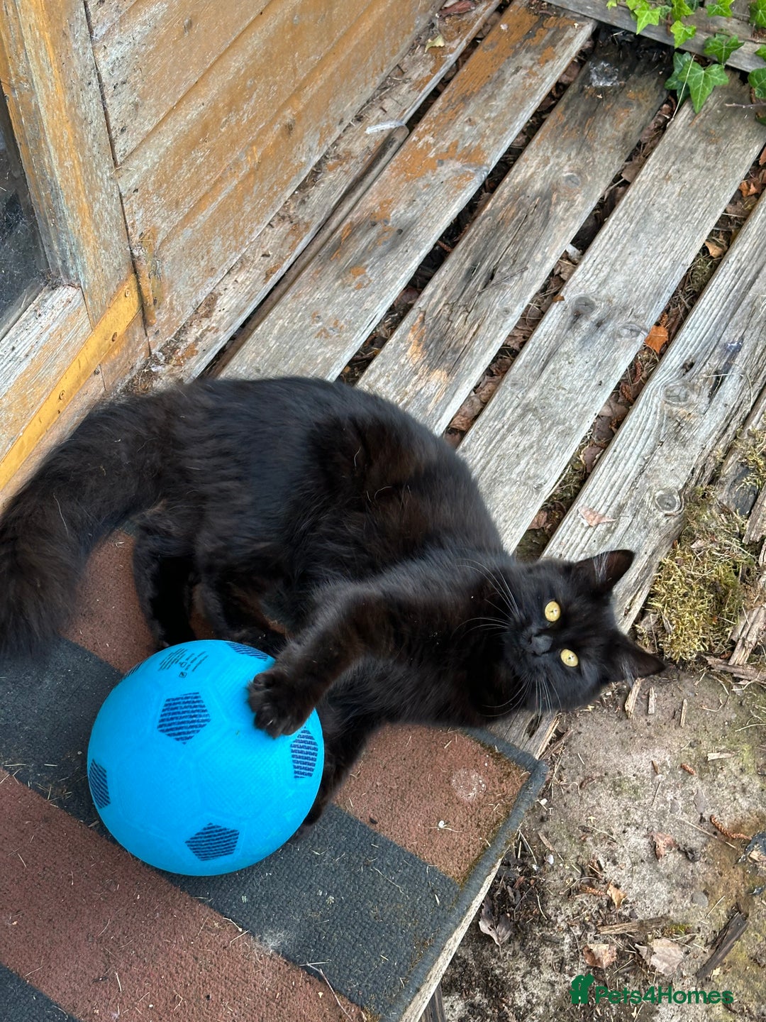 Maine Coon cats for sale: Beautiful girl half Maine coon half Bombay black  - Advert 4