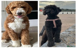 Goldendoodle dogs for sale: Beautiful Rainbow Litter of Goldendoodles - Advert 15