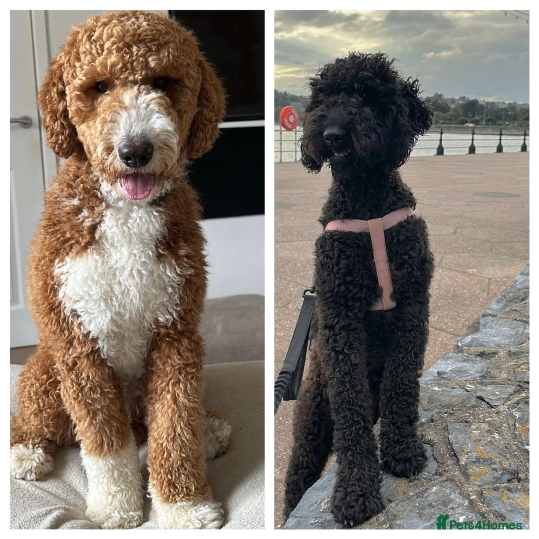 Goldendoodle dogs for sale: Beautiful Rainbow Litter of Goldendoodles - Advert 15