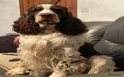 English Springer Spaniel dogs for stud: ENGLISH SPRINGER SPANIEL SHOW TYPE STUD DOG - Image 4