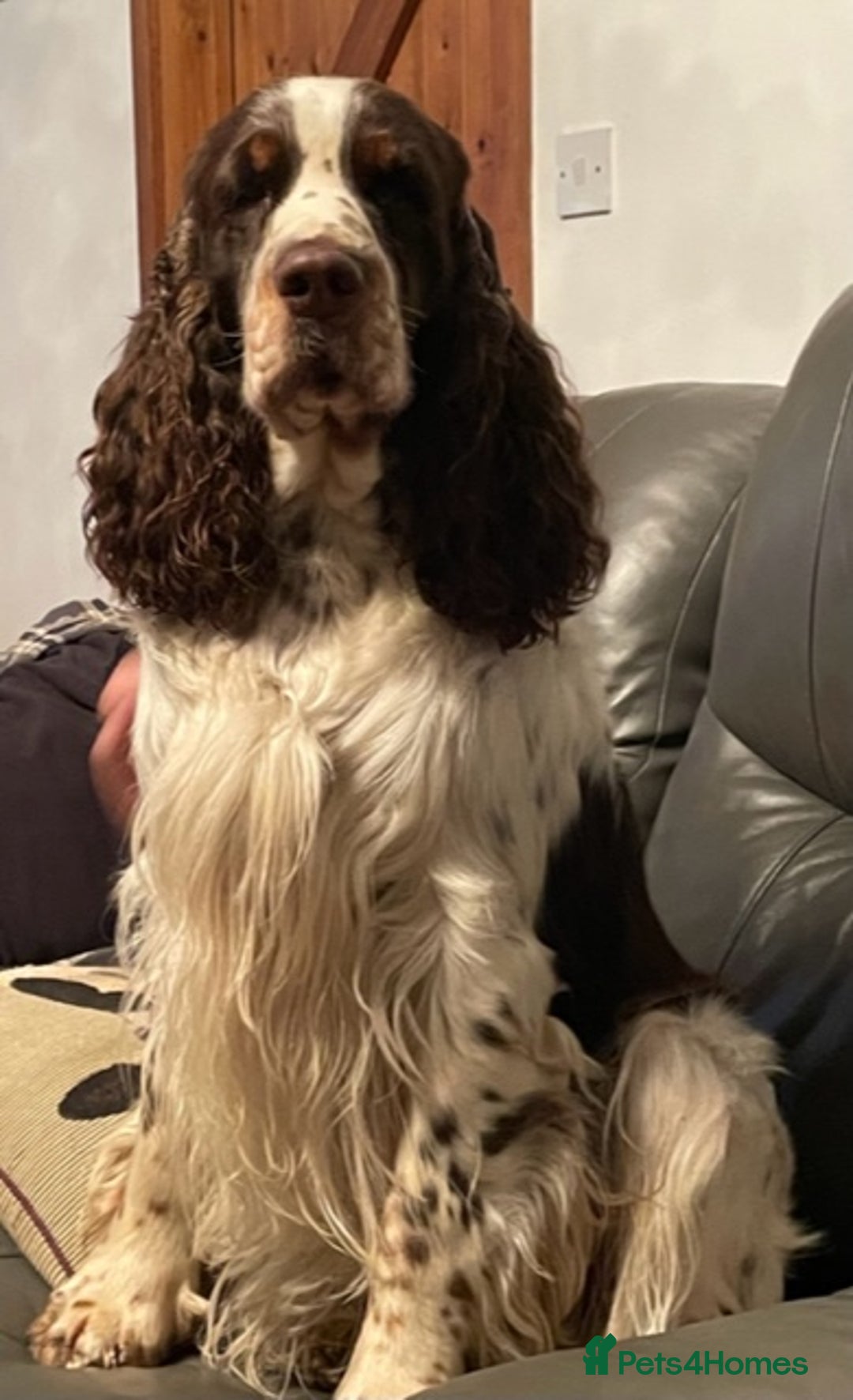 English Springer Spaniel dogs for stud: ENGLISH SPRINGER SPANIEL SHOW TYPE STUD DOG - Image 4