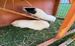 Guinea Pig rodents for sale: Two male guinea pigs  - Image 5