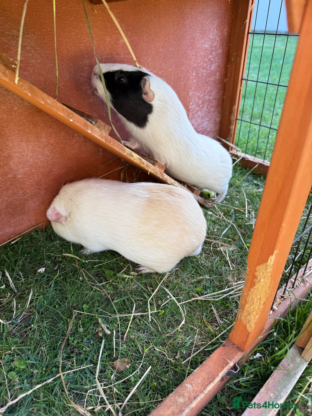 Guinea Pig rodents for sale: Two male guinea pigs  - Image 5