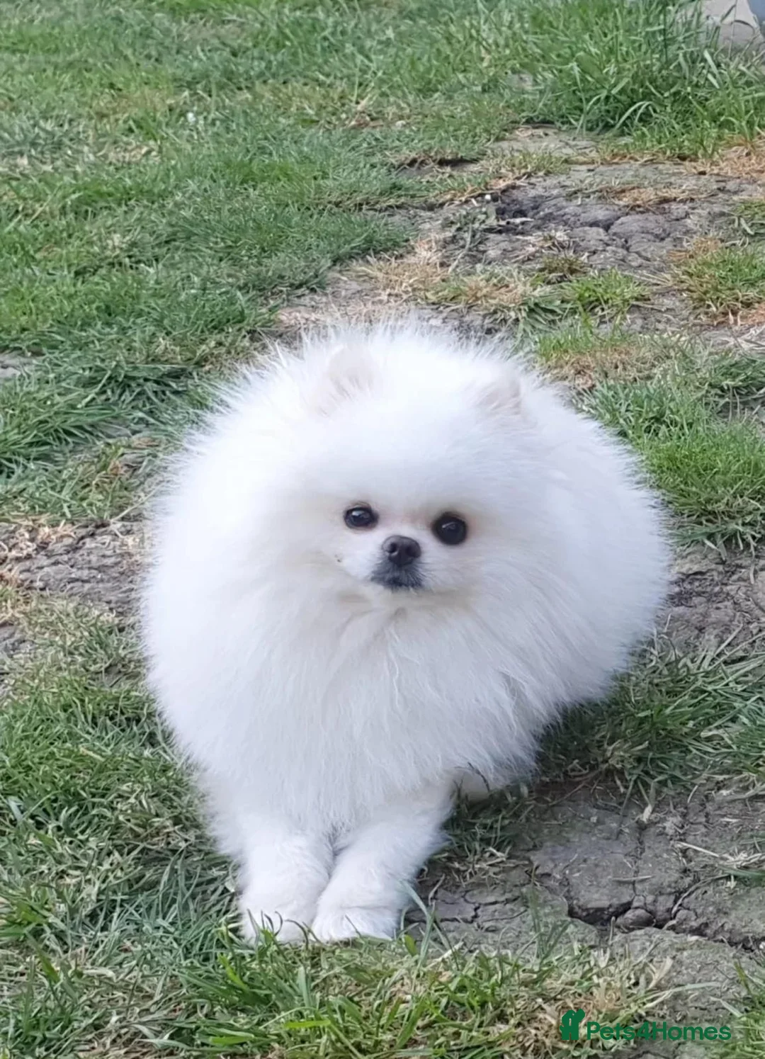 Pomeranian dogs for sale: Tiny KC white Pomeranians  - Advert 6