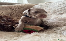 Weimaraner dogs for sale:  KC Reg Weimaraner Pups from Champion Bloodlines ✨ - Image 11