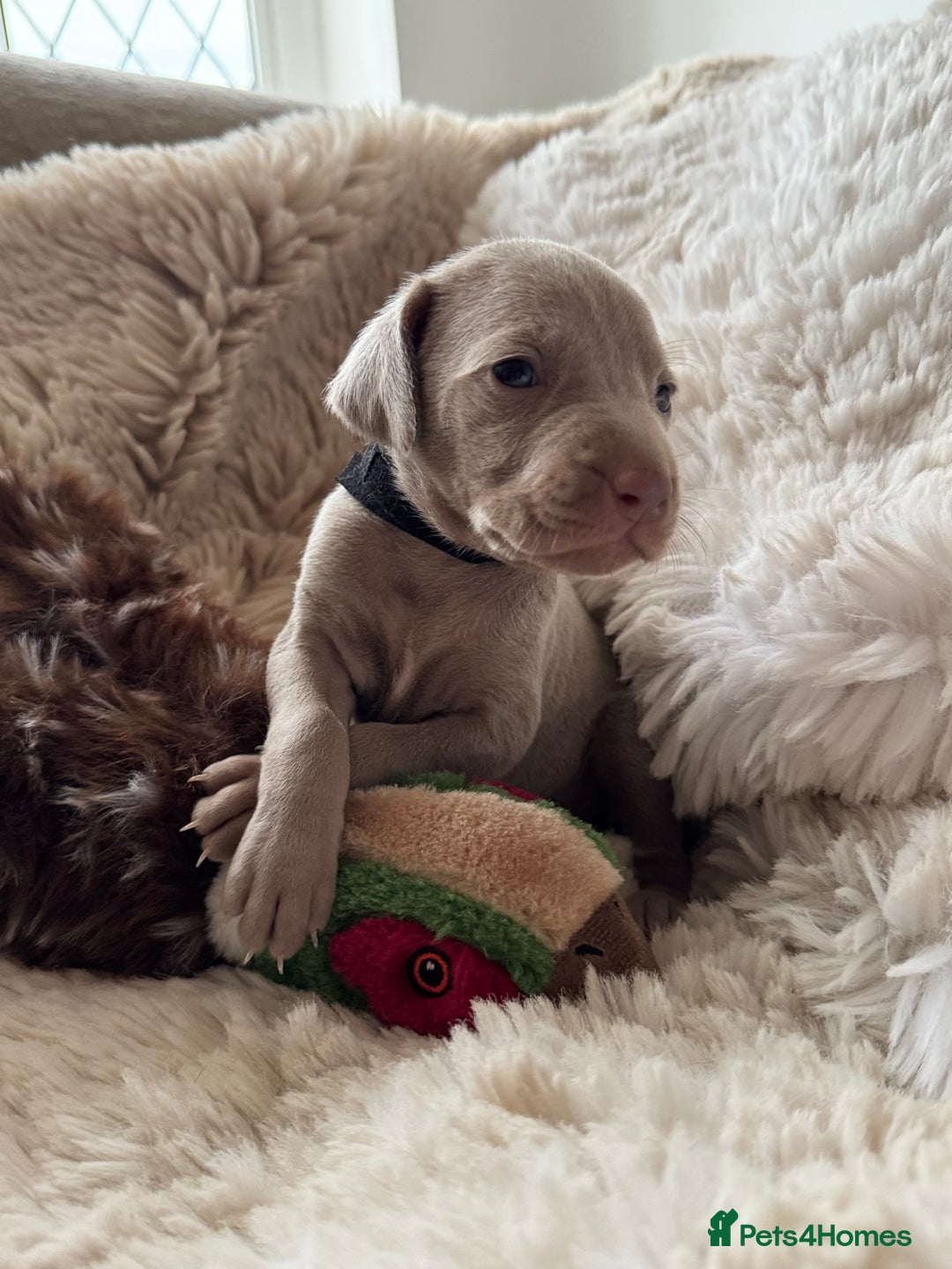 Weimaraner dogs for sale:  KC Reg Weimaraner Pups from Champion Bloodlines ✨ - Image 11