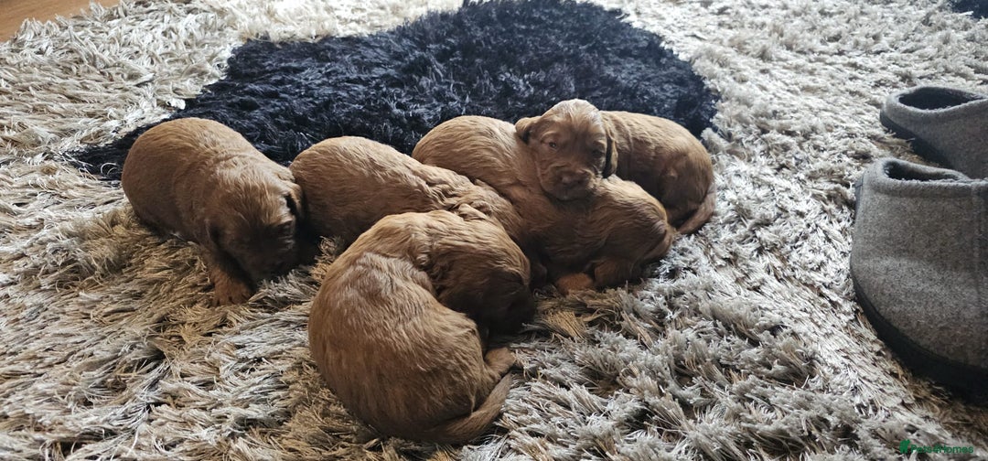 Cockapoo dogs for sale: F1 - Fox Red - Cockapoo puppies - Image 4