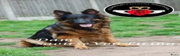 German Shepherd dogs for sale: ONLY 4 AMAZING GIRLS LEFFT in Nottingham - Advert 18