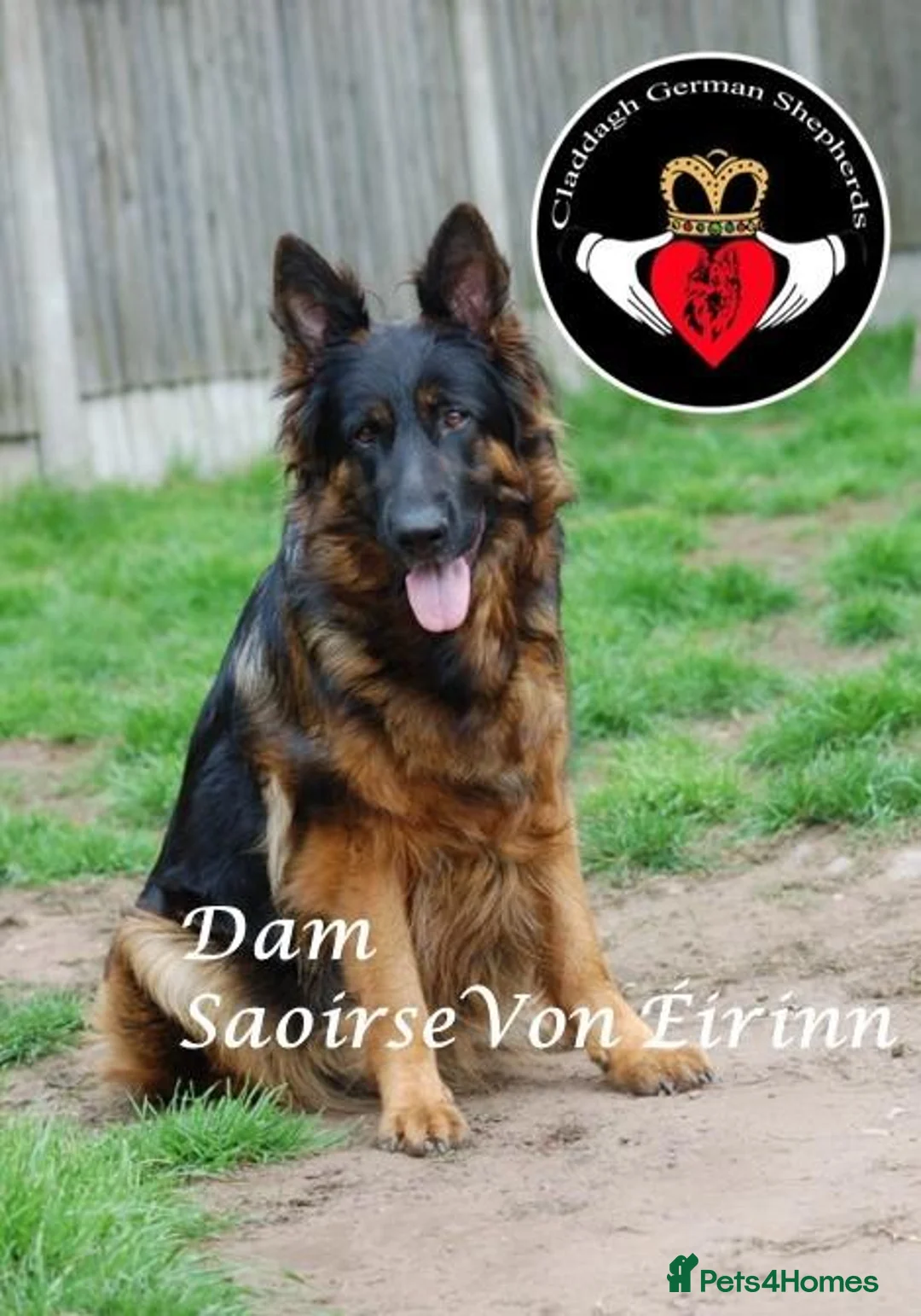 German Shepherd dogs for sale: ONLY 4 AMAZING GIRLS LEFFT in Nottingham - Advert 18